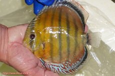 画像5: 【ウィンターセール対象個体】【ワイルドディスカス】【通販】【未開の新産地個体】ラーゴサポ スーパークリムゾンレッド【個体販売】15〜16cm（生体）ラーゴサポ産 (5)