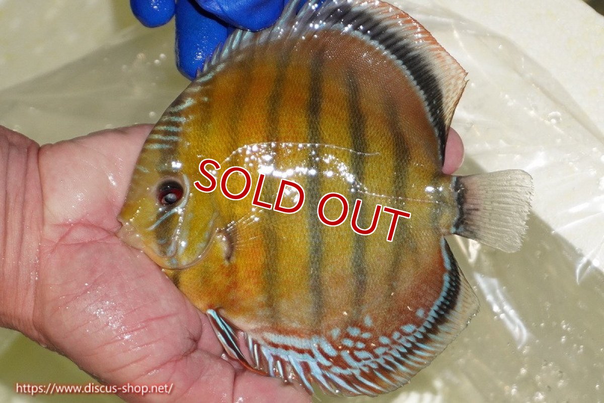 画像6: 【クーポン対象個体 1匹購入で10%OFF 2匹購入で15%OFF 3匹購入で20%OFF】【ワイルドディスカス】【通販】【未開の新産地個体】ラーゴサポ スーパークリムゾンレッド【個体販売】15〜16cm（生体）ラーゴサポ産 (6)