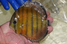 画像1: 【ワイルドディスカス】【通販】【未開の新産地個体】ラーゴサポ スーパークリムゾンレッド【個体販売】15〜16cm（生体）ラーゴサポ産 (1)