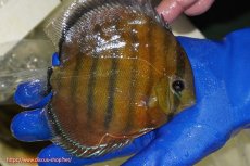 画像2: 【ワイルドディスカス】【通販】【未開の新産地個体】ラーゴサポ スーパークリムゾンレッド【個体販売】15〜16cm（生体）ラーゴサポ産 (2)