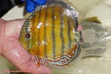 画像1: 【ワイルドディスカス】【通販】【未開の新産地個体】ラーゴサポ スーパークリムゾンレッド【個体販売】15〜16cm（生体）ラーゴサポ産 (1)