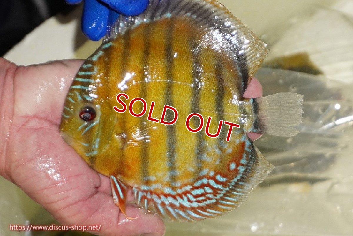 画像2: 【ワイルドディスカス】【通販】【未開の新産地個体】ラーゴサポ スーパークリムゾンレッド【個体販売】15〜16cm（生体）ラーゴサポ産 (2)