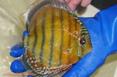 画像2: 【ワイルドディスカス】【通販】【未開の新産地個体】ラーゴサポ スーパークリムゾンレッド【個体販売】15〜16cm（生体）ラーゴサポ産 (2)