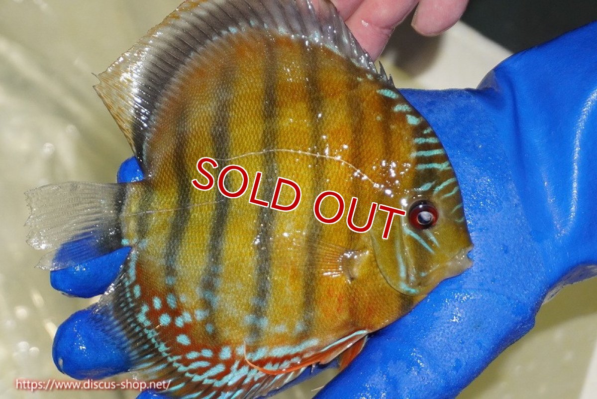 画像3: 【ワイルドディスカス】【通販】【未開の新産地個体】ラーゴサポ スーパークリムゾンレッド【個体販売】15〜16cm（生体）ラーゴサポ産 (3)