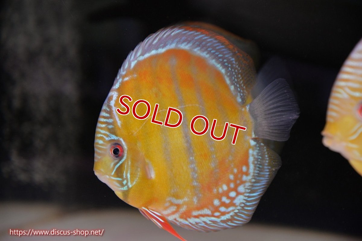 画像1: 【ワイルドディスカス】【通販】【未開の新産地個体】ラーゴサポ スーパークリムゾンレッド【個体販売】15〜16cm（生体）ラーゴサポ産 (1)