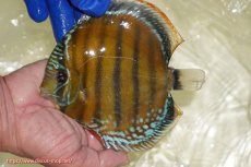 画像1: 【ワイルドディスカス】【通販】【未開の新産地個体】ラーゴサポ スーパークリムゾンレッド【個体販売】15〜16cm（生体）ラーゴサポ産 (1)