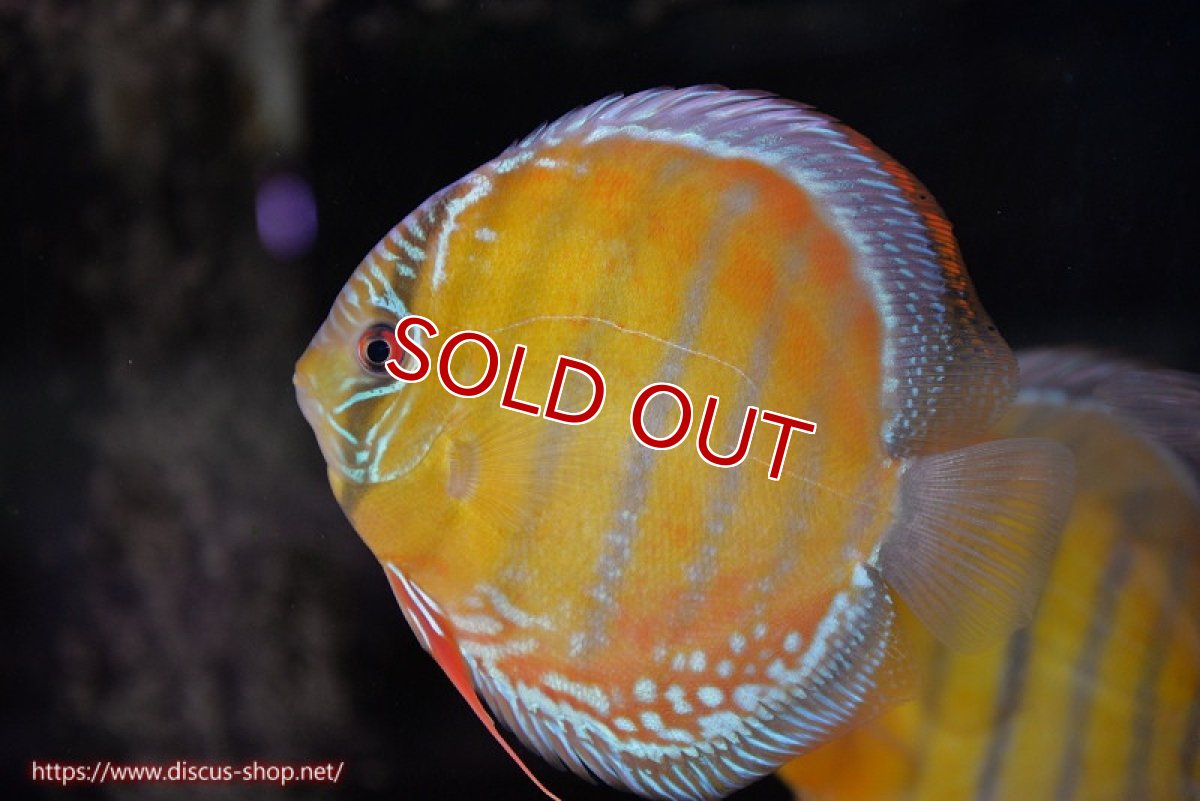 画像2: 【ワイルドディスカス】【通販】【未開の新産地個体】ラーゴサポ スーパークリムゾンレッド【個体販売】15〜16cm（生体）ラーゴサポ産 (2)