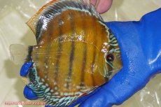 画像2: 【ワイルドディスカス】【通販】【未開の新産地個体】ラーゴサポ スーパークリムゾンレッド【個体販売】15〜16cm（生体）ラーゴサポ産 (2)