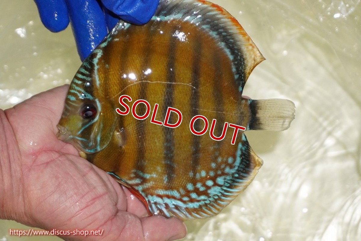 画像3: 【ワイルドディスカス】【通販】【未開の新産地個体】ラーゴサポ スーパークリムゾンレッド【個体販売】15〜16cm（生体）ラーゴサポ産 (3)