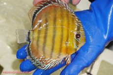 画像3: 【ウィンターセール対象個体】【ワイルドディスカス】【通販】【未開の新産地個体】ラーゴサポ スーパークリムゾンレッド【個体販売】15〜16cm（生体）ラーゴサポ産 (3)