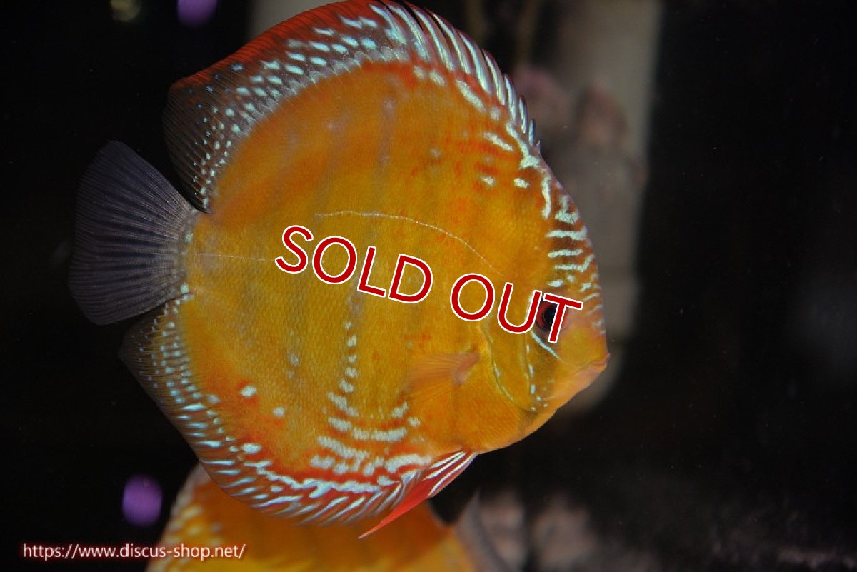 画像2: 【ウィンターセール対象個体】【ワイルドディスカス】【通販】【未開の新産地個体】ラーゴサポ スーパークリムゾンレッド【個体販売】15〜16cm（生体）ラーゴサポ産 (2)