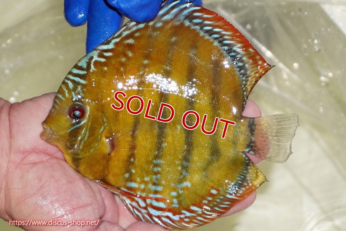 画像3: 【ウィンターセール対象個体】【ワイルドディスカス】【通販】【未開の新産地個体】ラーゴサポ スーパークリムゾンレッド【個体販売】15〜16cm（生体）ラーゴサポ産 (3)