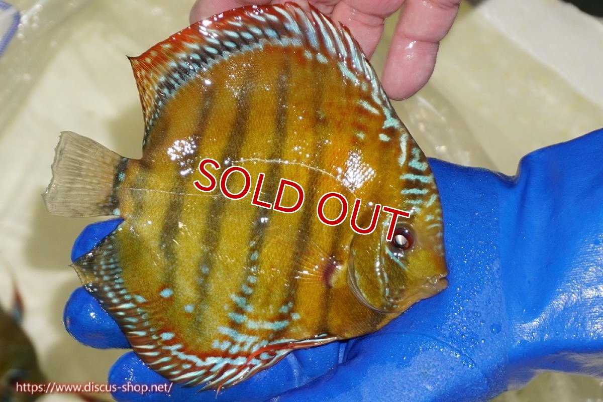 画像4: 【ウィンターセール対象個体】【ワイルドディスカス】【通販】【未開の新産地個体】ラーゴサポ スーパークリムゾンレッド【個体販売】15〜16cm（生体）ラーゴサポ産 (4)