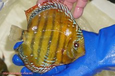 画像4: 【ウィンターセール対象個体】【ワイルドディスカス】【通販】【未開の新産地個体】ラーゴサポ スーパークリムゾンレッド【個体販売】15〜16cm（生体）ラーゴサポ産 (4)