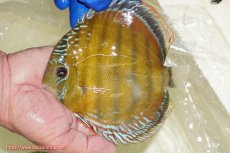 画像1: 【ワイルドディスカス】【通販】【未開の新産地個体】ラーゴサポ スーパークリムゾンレッド【個体販売】15〜16cm（生体）ラーゴサポ産 (1)