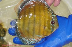 画像4: 【ウィンターセール対象個体】【ワイルドディスカス】【通販】【未開の新産地個体】ラーゴサポ スーパークリムゾンレッド【個体販売】15〜16cm（生体）ラーゴサポ産 (4)