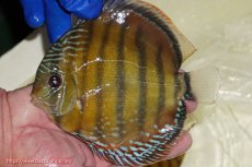 画像1: 【ワイルドディスカス】【通販】【未開の新産地個体】ラーゴサポ スーパークリムゾンレッド【個体販売】15〜16cm（生体）ラーゴサポ産 (1)