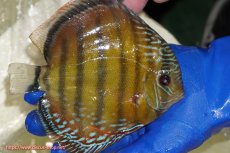 画像4: 【ウィンターセール対象個体】【ワイルドディスカス】【通販】【未開の新産地個体】ラーゴサポ スーパークリムゾンレッド【個体販売】15〜16cm（生体）ラーゴサポ産 (4)