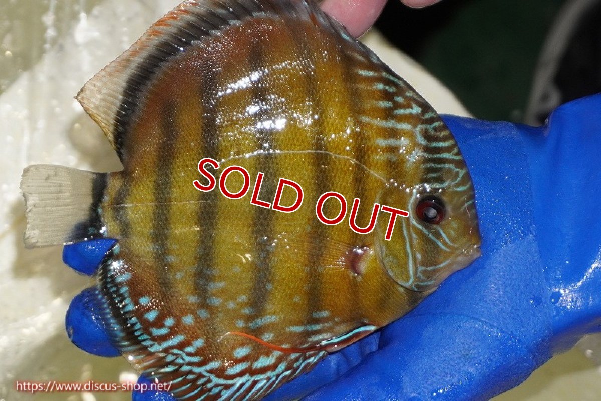 画像5: 【ワイルドディスカス】【通販】【未開の新産地個体】ラーゴサポ スーパークリムゾンレッド【個体販売】15〜16cm（生体）ラーゴサポ産 (5)