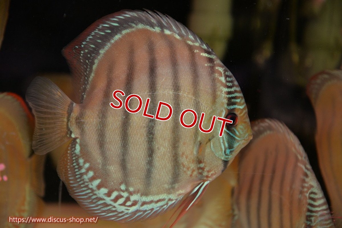 画像1: 【ワイルドディスカス】【通販】【未開の新産地個体】ラーゴサポ ブライトブルー【個体販売】15〜16cm（生体）ラーゴサポ産 (1)