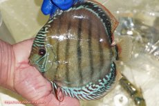 画像1: 【ワイルドディスカス】【通販】【未開の新産地個体】ラーゴサポ ブライトブルー【個体販売】15〜16cm（生体）ラーゴサポ産 (1)