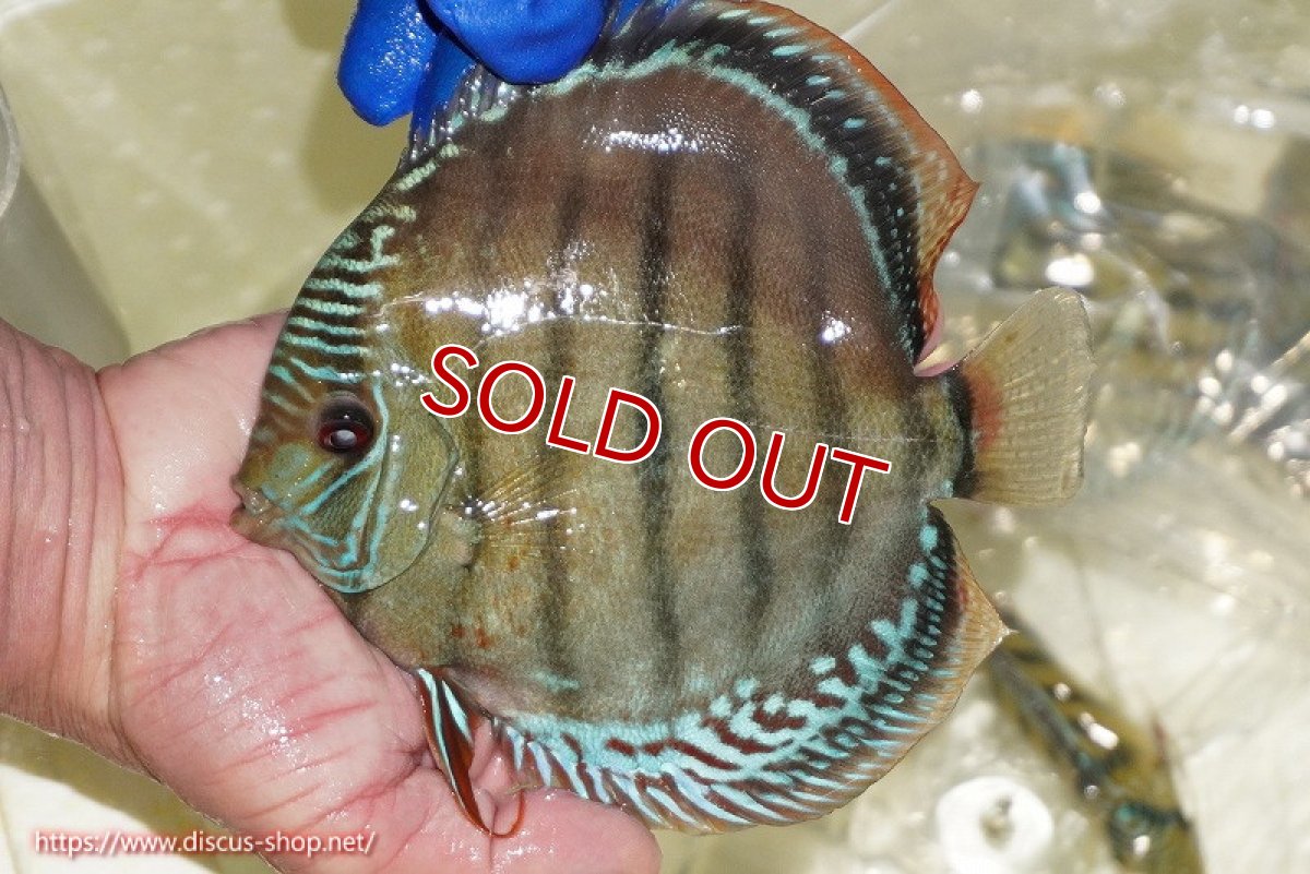 画像2: 【ワイルドディスカス】【通販】【未開の新産地個体】ラーゴサポ ブライトブルー【個体販売】15〜16cm（生体）ラーゴサポ産 (2)