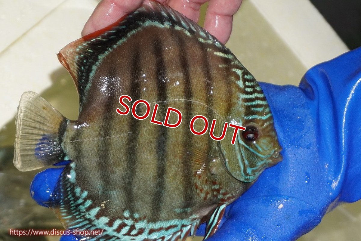 画像3: 【ワイルドディスカス】【通販】【未開の新産地個体】ラーゴサポ ブライトブルー【個体販売】15〜16cm（生体）ラーゴサポ産 (3)