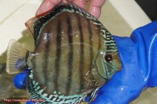 画像3: 【ワイルドディスカス】【通販】【未開の新産地個体】ラーゴサポ ブライトブルー【個体販売】15〜16cm（生体）ラーゴサポ産 (3)