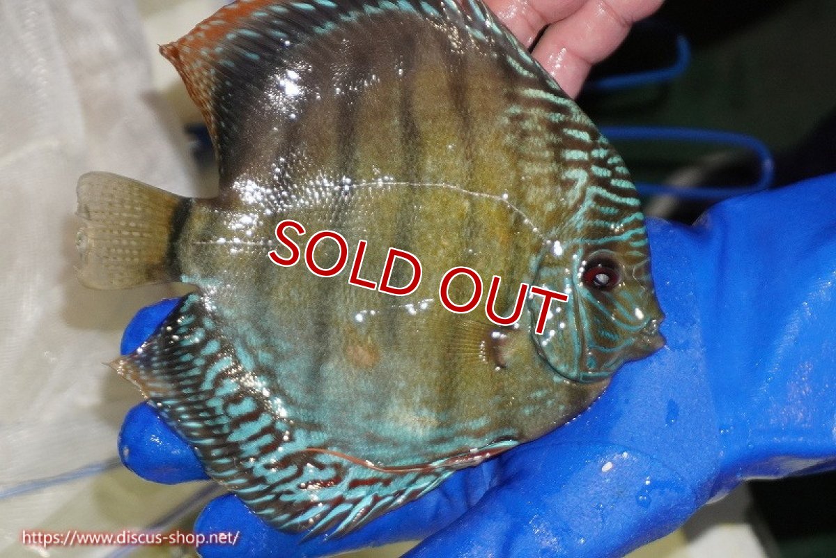 画像3: 【ワイルドディスカス】【通販】【未開の新産地個体】ラーゴサポ ブライトブルー【個体販売】15〜16cm（生体）ラーゴサポ産 (3)