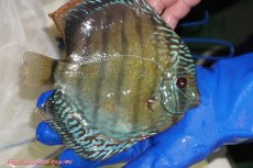 画像3: 【ワイルドディスカス】【通販】【未開の新産地個体】ラーゴサポ ブライトブルー【個体販売】15〜16cm（生体）ラーゴサポ産 (3)