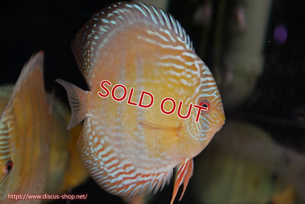 画像1: 【決算セール対象個体】【ワイルドディスカス】【通販】【未開の新産地個体】ラーゴサポ ブライトブルー【個体販売】13〜14cm（生体）ラーゴサポ産 (1)