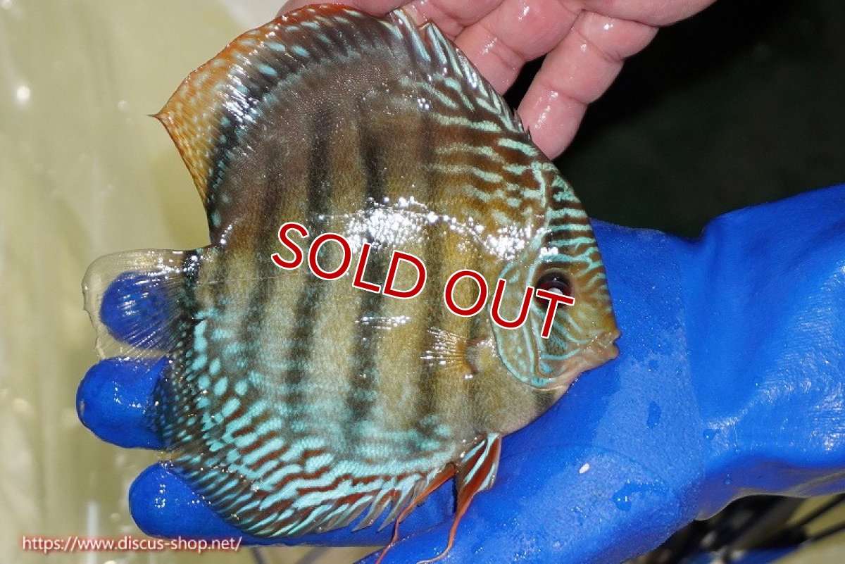 画像3: 【決算セール対象個体】【ワイルドディスカス】【通販】【未開の新産地個体】ラーゴサポ ブライトブルー【個体販売】13〜14cm（生体）ラーゴサポ産 (3)
