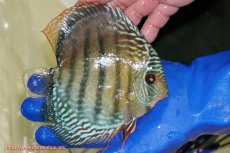 画像3: 【ウィンターセール対象個体】【ワイルドディスカス】【通販】【未開の新産地個体】ラーゴサポ ブライトブルー【個体販売】13〜14cm（生体）ラーゴサポ産 (3)