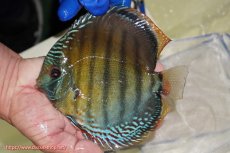 画像1: 【ワイルドディスカス】【通販】【未開の新産地個体】ラーゴサポ ブライトブルー【個体販売】15〜16cm（生体）ラーゴサポ産 (1)