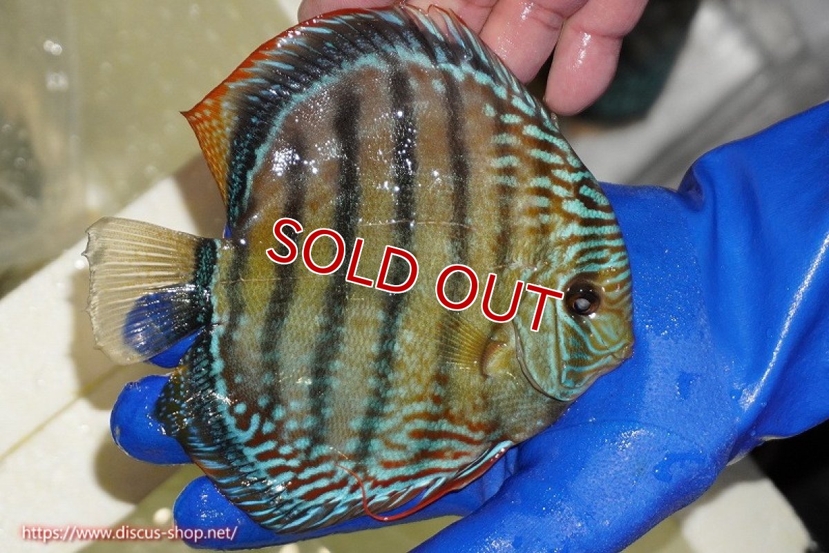 画像2: 【ワイルドディスカス】【通販】【未開の新産地個体】ラーゴサポ ブライトブルー（オレンジ目ー金目）【個体販売】15〜16cm（生体）ラーゴサポ産 (2)