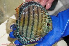 画像2: 【ワイルドディスカス】【通販】【未開の新産地個体】ラーゴサポ ブライトブルー【個体販売】15〜16cm（生体）ラーゴサポ産 (2)