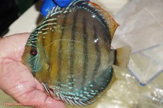 画像1: 【ワイルドディスカス】【通販】【未開の新産地個体】ラーゴサポ ブライトブルー【個体販売】15〜16cm（生体）ラーゴサポ産 (1)