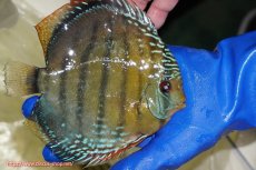 画像2: 【ワイルドディスカス】【通販】【未開の新産地個体】ラーゴサポ ブライトブルー【個体販売】15〜16cm（生体）ラーゴサポ産 (2)