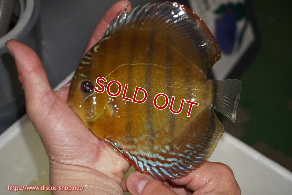 画像1: 【除夜の鐘28000円】【ワイルドディスカス】【通販】【未開の新産地個体】ラーゴサポレッド【個体販売】14-15cm（生体）ラーゴサポ産 (1)
