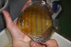 画像1: 【ウィンターセール対象個体】【ワイルドディスカス】【通販】【未開の新産地個体】ラーゴサポレッド【個体販売】14-15cm（生体）ラーゴサポ産 (1)