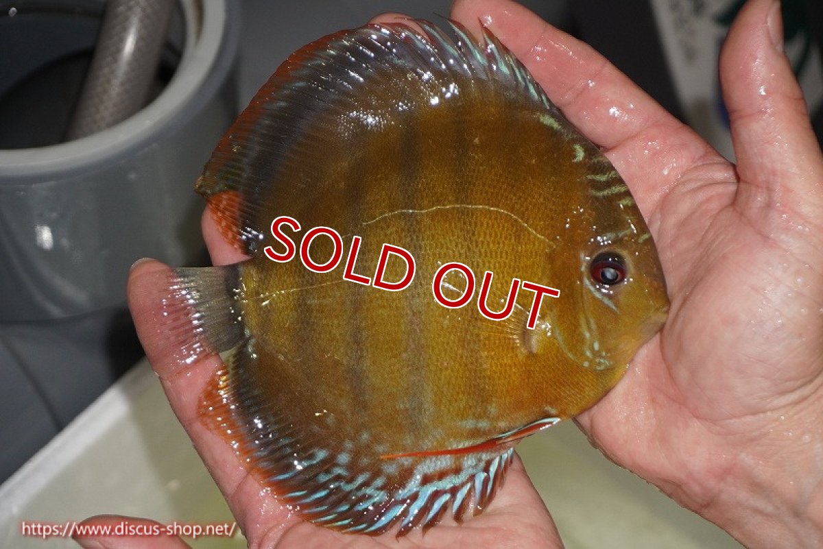 画像2: 【除夜の鐘28000円】【ワイルドディスカス】【通販】【未開の新産地個体】ラーゴサポレッド【個体販売】14-15cm（生体）ラーゴサポ産 (2)