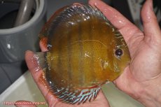 画像2: 【ウィンターセール対象個体】【ワイルドディスカス】【通販】【未開の新産地個体】ラーゴサポレッド【個体販売】14-15cm（生体）ラーゴサポ産 (2)