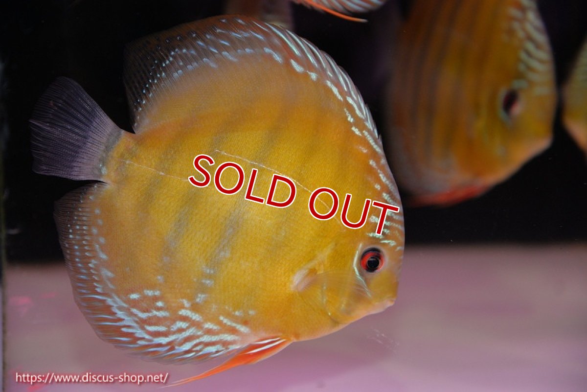 画像1: 【除夜の鐘28000円】【ワイルドディスカス】【通販】【未開の新産地個体】ラーゴサポレッド【個体販売】14-15cm（生体）ラーゴサポ産 (1)