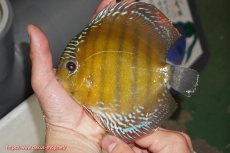 画像1: 【ウィンターセール対象個体】【ワイルドディスカス】【通販】【未開の新産地個体】ラーゴサポレッド【個体販売】14-15cm（生体）ラーゴサポ産 (1)