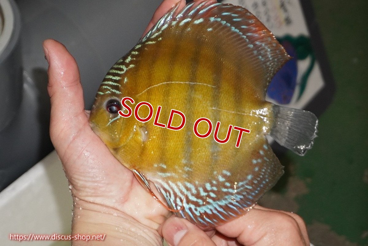 画像2: 【除夜の鐘28000円】【ワイルドディスカス】【通販】【未開の新産地個体】ラーゴサポレッド【個体販売】14-15cm（生体）ラーゴサポ産 (2)