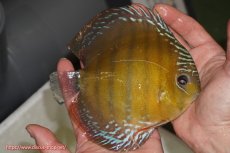 画像3: 【除夜の鐘28000円】【ワイルドディスカス】【通販】【未開の新産地個体】ラーゴサポレッド【個体販売】14-15cm（生体）ラーゴサポ産 (3)