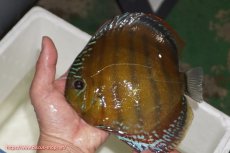 画像1: 【ウィンターセール対象個体】【ワイルドディスカス】【通販】【未開の新産地個体】ラーゴサポレッド【個体販売】14-15cm（生体）ラーゴサポ産 (1)