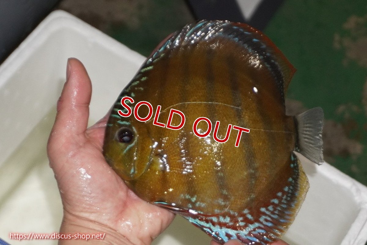 画像2: 【除夜の鐘28000円】【ワイルドディスカス】【通販】【未開の新産地個体】ラーゴサポレッド【個体販売】14-15cm（生体）ラーゴサポ産 (2)