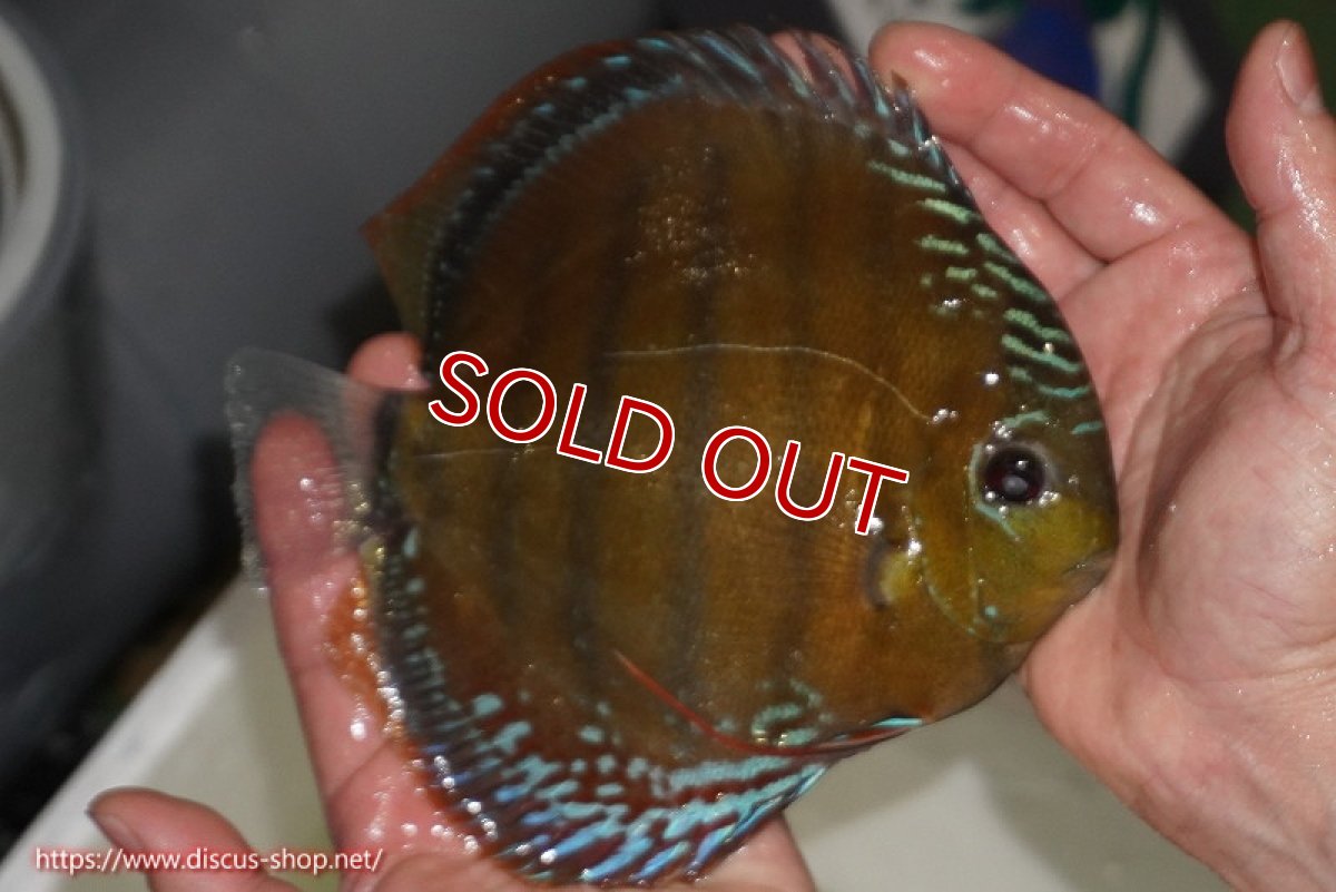 画像3: 【除夜の鐘28000円】【ワイルドディスカス】【通販】【未開の新産地個体】ラーゴサポレッド【個体販売】14-15cm（生体）ラーゴサポ産 (3)