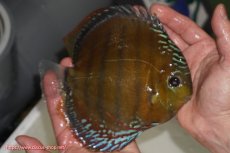 画像3: 【除夜の鐘28000円】【ワイルドディスカス】【通販】【未開の新産地個体】ラーゴサポレッド【個体販売】14-15cm（生体）ラーゴサポ産 (3)